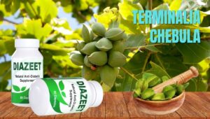 Terminalia Chebula for Diabetes