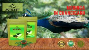 Moringa Powder in Chandigarh (Haryana)