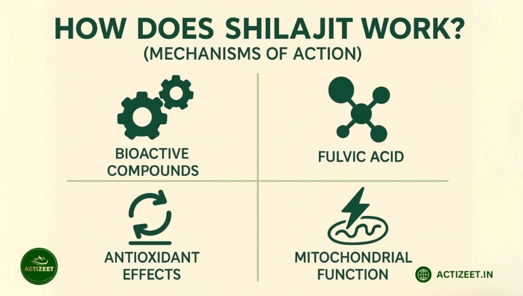 How Does Shilajit Work- Mechanisms of Action