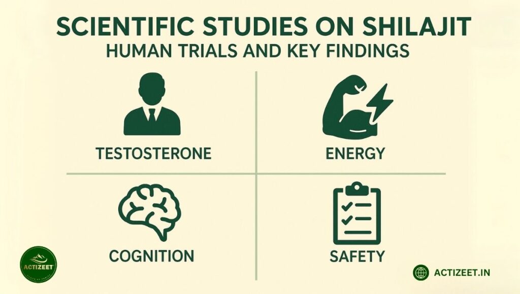 Scientific Studies on Shilajit-Human Trials and Key Findings