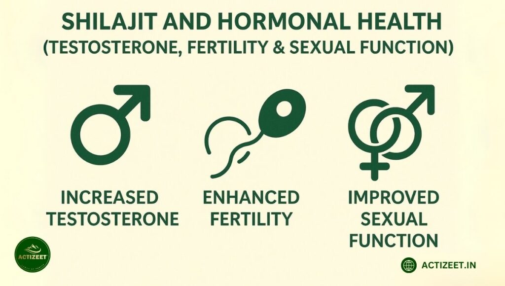 Shilajit and Hormonal Health -Testosterone Fertility and Sexual Function