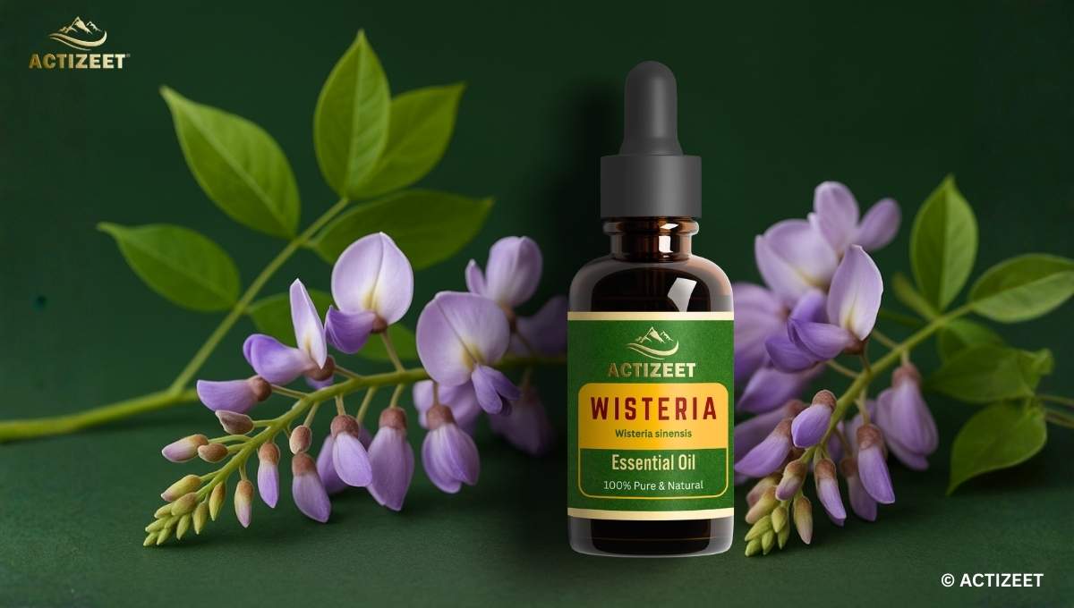 Wisteria Essential Oil Benefits