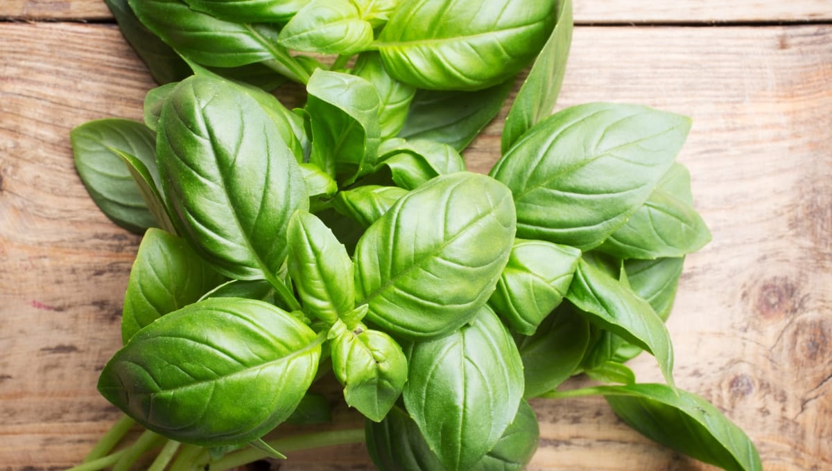 Basil Essential Oil for Immunity Boosting