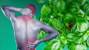 Basil Oil for Joint Pain and Inflammation