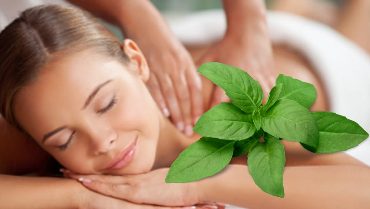 Basil Oil for Stress Relief and Relaxation: Natural Calmness in Every Drop 1