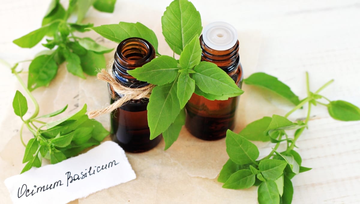 Basil oil diffuser blends for energy and focus