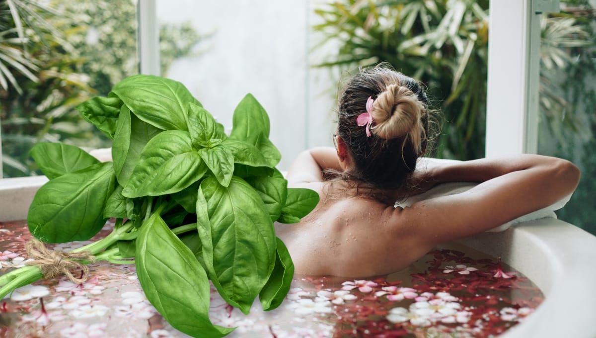 Basil oil recipes for bath and body care