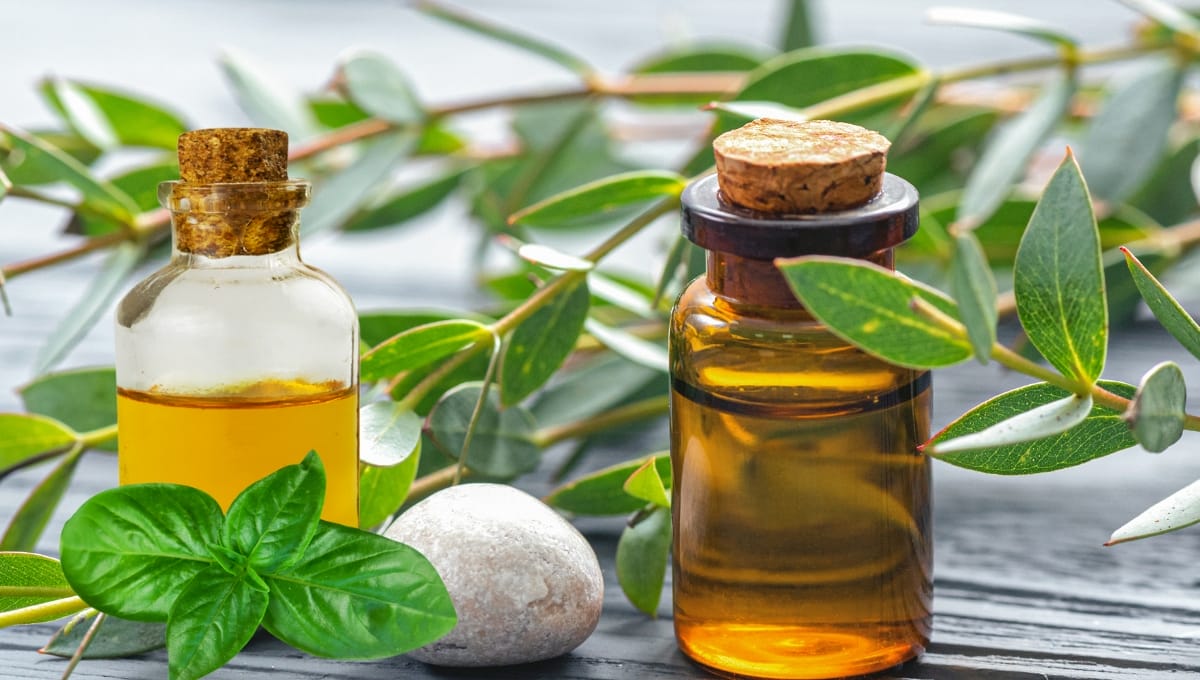 Basil oil vs eucalyptus oil_ Which is better
