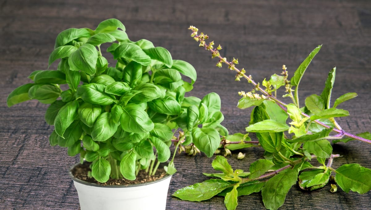 Difference Between Sweet Basil Oil and Holy Basil Oil